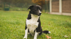 Pro zatoulané olomoucké psy do Čech pod Kosířem? Brzy asi realita