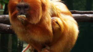 Lvíčci z olomoucké zoo slavili svůj mezinárodní den