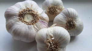 Velká česneková loupež: Lupič v Uničově okradl zemědělce