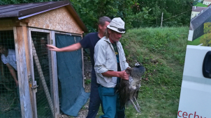 Zámečtí pávi se z Čech pod Kosířem vracejí do olomoucké zoo