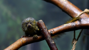 V olomoucké zoo se narodilo mládě nejmenší opice na světě