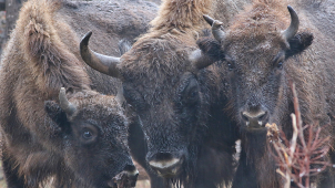 Zubří slečny z olomoucké zoologické zahrady přistály v Gruzii