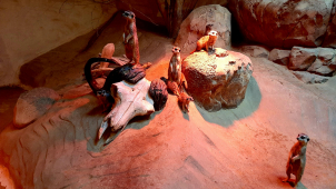 Olomoucká zoo zítra otevírá, láká na mláďata surikat