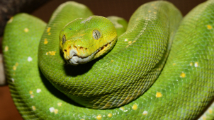 Olomoucká zoo má nová terária