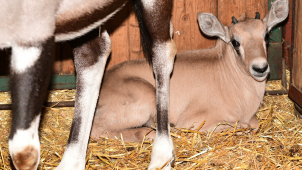 U oryxů v olomoucké zoo si otevřeli porodnici