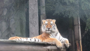 Chystáte se o víkendu do zoo? Podívejte se, jak vypadal minulý