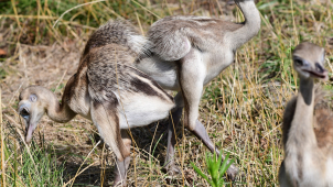 Nandu v olomoucké zoologické zahradě má další mláďata