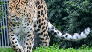 Samice levharta v olomoucké zoo se ukáže návštěvníkům