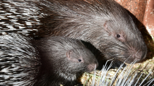 O chlup pichlavější! U dikobrazů v zoo mají osm mláďat