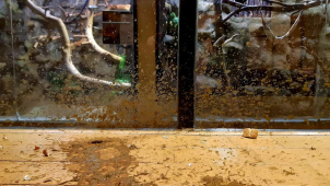 Fanoušci pyrotechniky připravili zvířatům ze zoo perný Nový rok