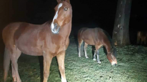 Koně se o půlnoci pásli v parčíku, do stáje je zaháněli strážníci