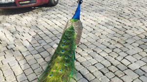 Ulicemi Olomouce se procházel páv, strážníci ho zahnali do parku