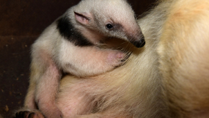 Olomoucká Zoo zvěřejnila svou loňskou rekordní bilanci