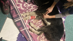 Pes vstal z hrobu. Postřelené zdecimované zvíře našli na skládce