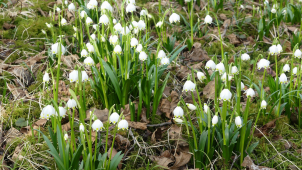Příroda riskuje, pravé jaro to ještě není, říká ekolog Petr Loyka