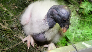 Tři dny kondora. Zoo má po 14 letech mládě z inkubátoru.