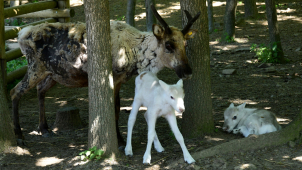Malí sobíci v olomoucké zoo se mají čile k světu