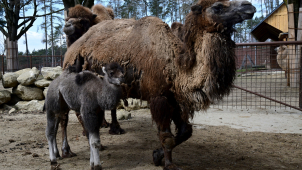 Velbloudice Eliška odešla na věčnost