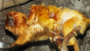 V olomoucké ZOO se radují, narodili se lvíčci zlatí