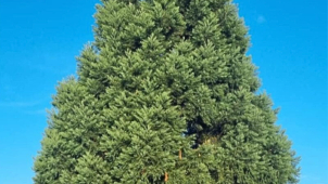 Vánoční strom – letos obrovská sekvoje. Pomozte vybrat jméno!
