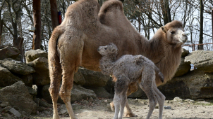 Radostné jaro v zoo: narodila se hned dvě velbloudí mláďata