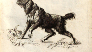 Se psem do muzea? V Olomouci není problém