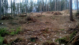 Kůrovec mění pravidla pro lesníky v rezervaci na Rejvízu