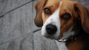 Městská policie má plné ruce práce s toulavými psy