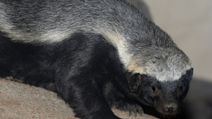 V olomoucké zoo mají mládě medojeda