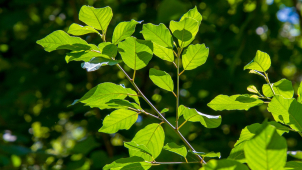 Začátek týdne souzní s počasím z víkendu, čekejte dvacítky