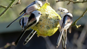 Správné přikrmování pomáhá ptactvu přežít zimu