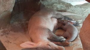 ZOO Olomouc přivítala na svět malého hrabáče