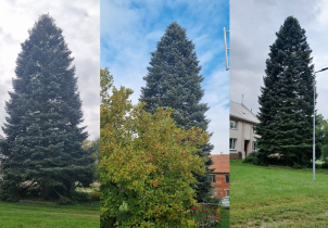 Vánoční strom pro Olomouc dorazí v neděli ráno
