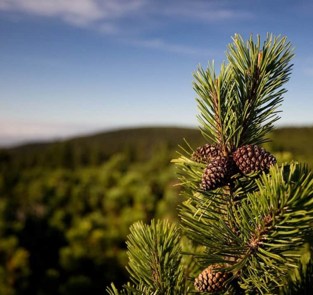 Na Pradědu se začali zbavovat kleče