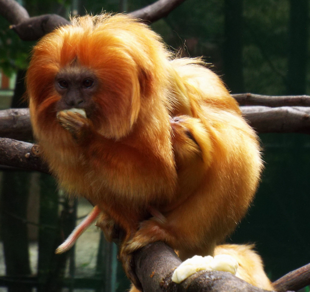 Lvíčci z olomoucké zoo slavili svůj mezinárodní den