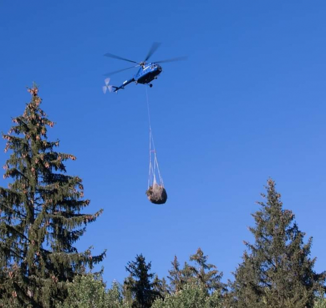 V Jeseníkách probíhá vyřezávání kleče