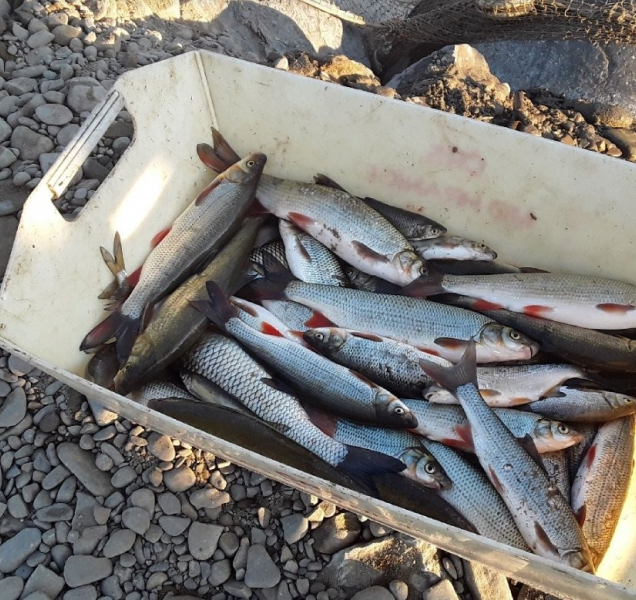 Neznámá látka zabila tuny ryb. Varování: nevstupujte do Bečvy