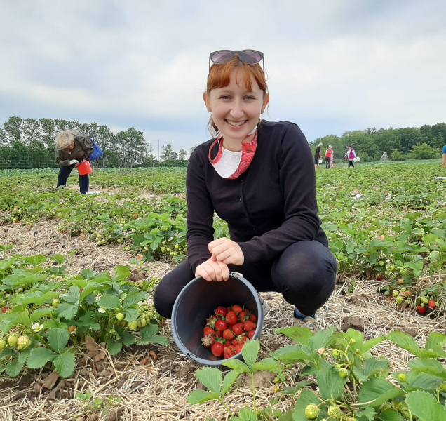 Samosběr jahod v Olomouci bude i letos, ale se zpožděním