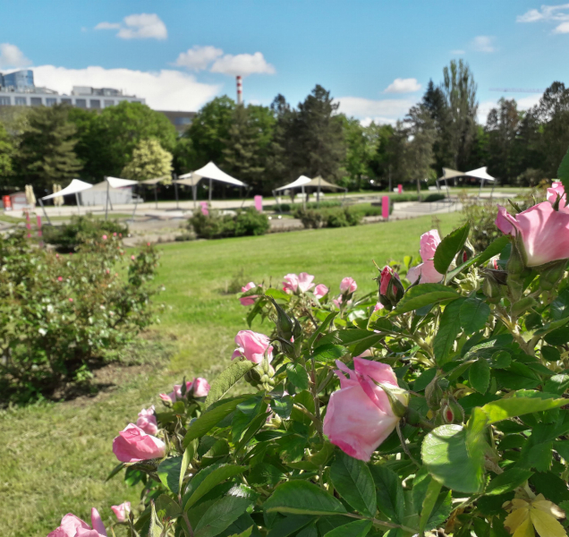 Rozárium také letos přivítá Vyznání růžím
