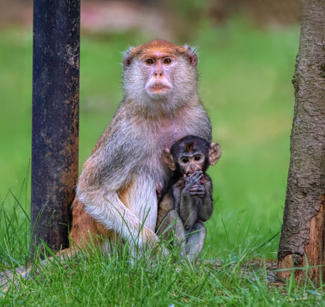 Olomoucká zoo vyhlásila soutěž o nejhezčí fotku. Zúčastníte se?