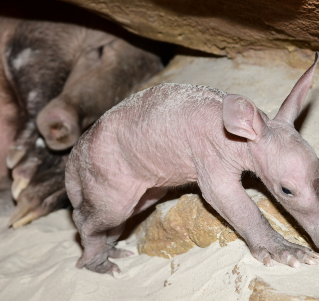 Zoo na Svatém Kopečku získala cenu za odchov hrabáče kapského