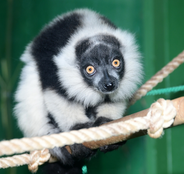 V olomoucké zoo vážili dvojčata květnových lemurů