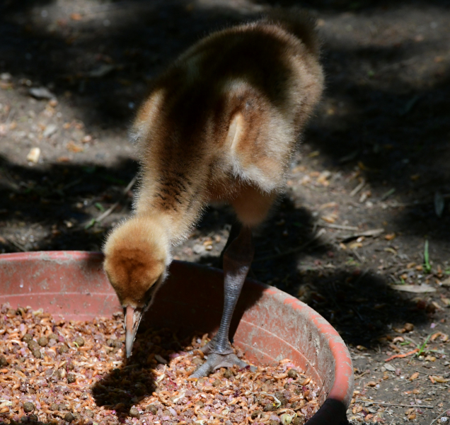 Zoo na Kopečku hlásí další mládě! Tentokrát u jeřábů mandžuských