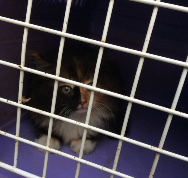 Strážníci měli co do činění s mňoukajícím autem