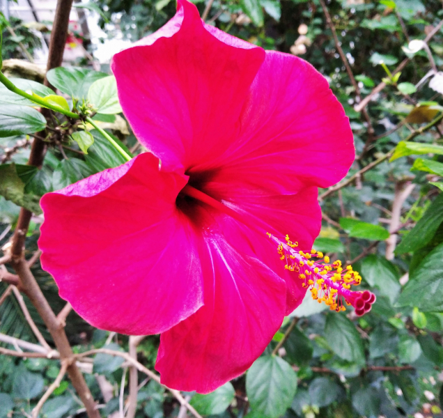 V prosinci do tropů. Výjimečně otevřené sbírkové skleníky ohromí jedinečnými květy i dozrávajícími citrusy