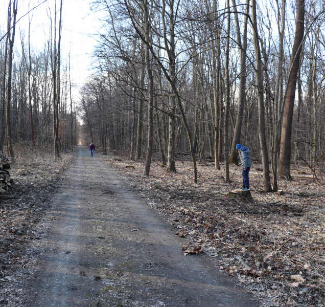 V Žebračce šlo k zemi dvacet topolů, zůstaly v místě na zetlení
