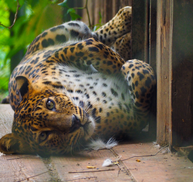 Neodpalujte ohňostroje v blízkosti zahrady, žádá olomoucká zoo