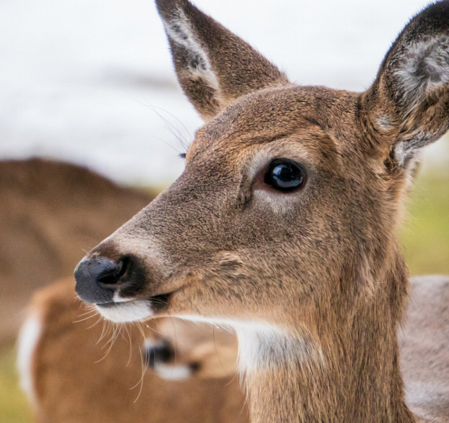 Strážníci naháněli srnu, na hřbitově