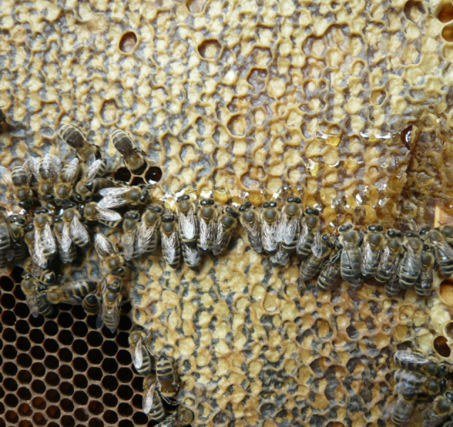 Včelstva zimu tentokrát přežila bez velkých ztrát