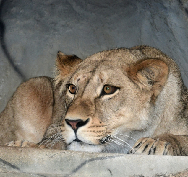 Lvice Ayo se zabydluje v olomoucké zoo